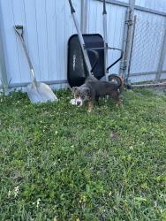 Lost Male Dog last seen Near ave and 165 st, Perrine, FL 33157