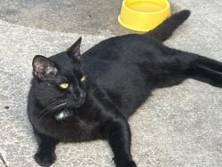 Found/Stray Male Cat last seen Western/Simpson, Edmond, OK 73025