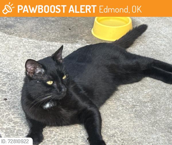 Found/Stray Male Cat last seen Western/Simpson, Edmond, OK 73025