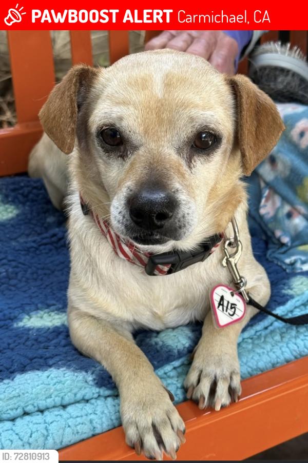 Lost Male Dog last seen Near Clark Ave, near Marconi, Carmichael, CA, Carmichael, CA 95608