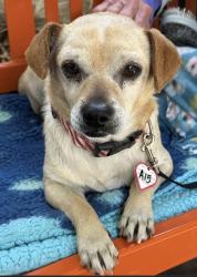 Lost Male Dog last seen Near Clark Ave, near Marconi, Carmichael, CA, Carmichael, CA 95608
