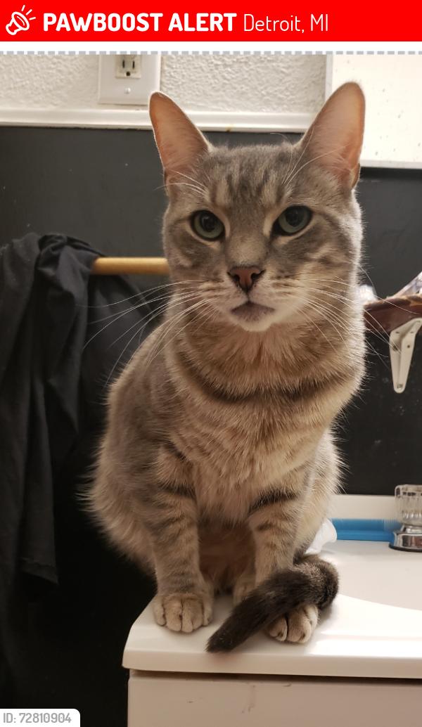 Lost Male Cat last seen Cicotte, Detroit, MI 48210