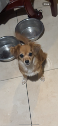 Lost Female Dog last seen craig and mlk, North Las Vegas, NV 89032