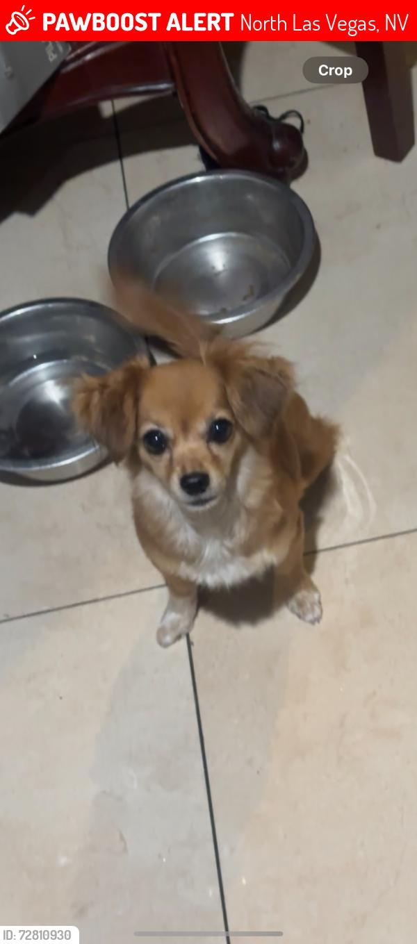 Lost Female Dog last seen craig and mlk, North Las Vegas, NV 89032