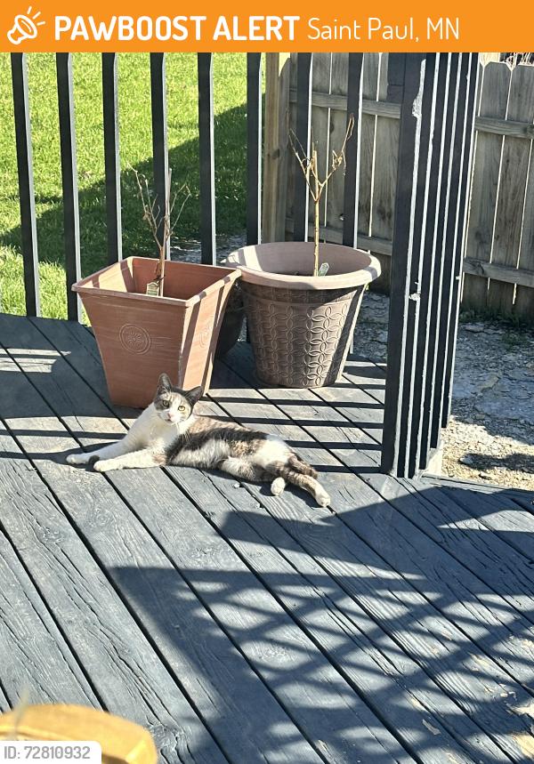 Found/Stray Female Cat last seen Across from Marydale Park, Saint Paul, MN 55117