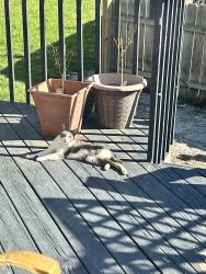 Found/Stray Female Cat last seen Across from Marydale Park, Saint Paul, MN 55117
