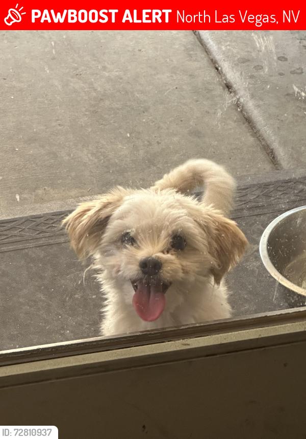 Lost Male Dog last seen craig and mlk, North Las Vegas, NV 89032