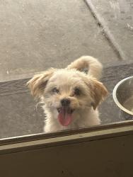 Lost Male Dog last seen craig and mlk, North Las Vegas, NV 89032