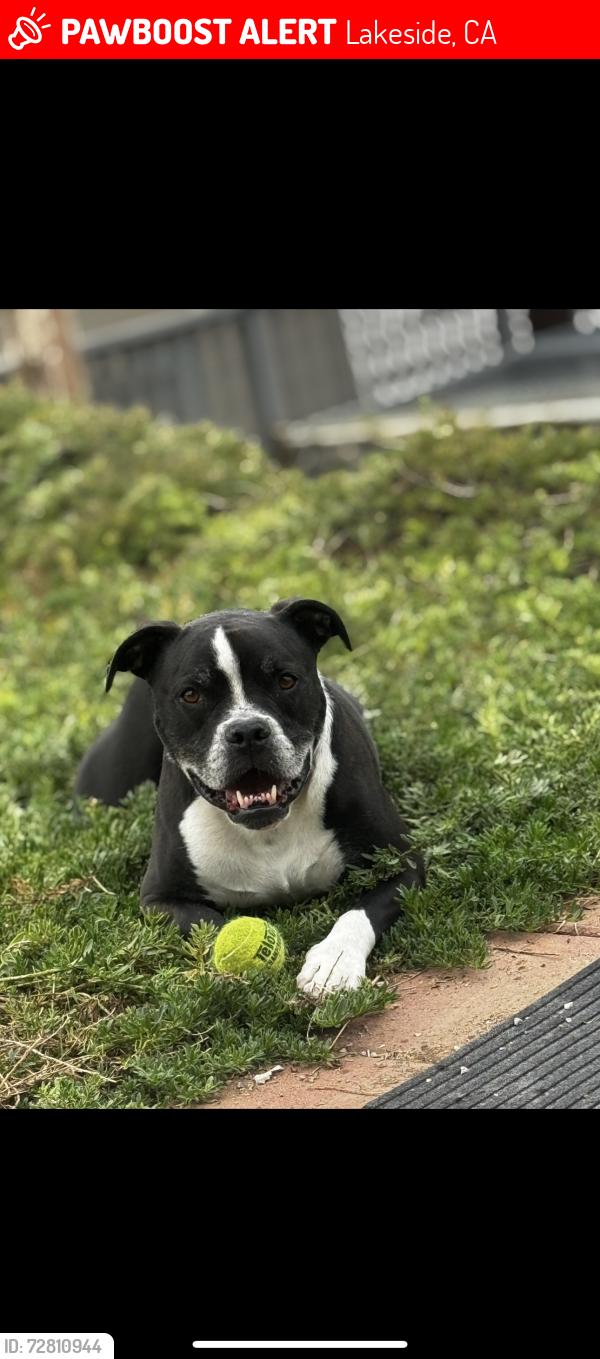 Lost Male Dog last seen Carters hay and grain , Lakeside, CA 92040