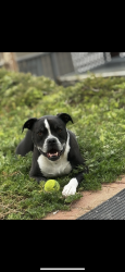 Lost Male Dog last seen Carters hay and grain , Lakeside, CA 92040
