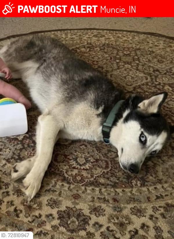Lost Male Cat last seen Tyrone & Riverside, Muncie, IN 47304