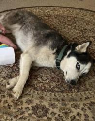 Lost Male Cat last seen Tyrone & Riverside, Muncie, IN 47304