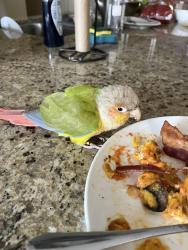 Found/Stray Unknown Bird last seen Carmela community , La Quinta, CA 92253