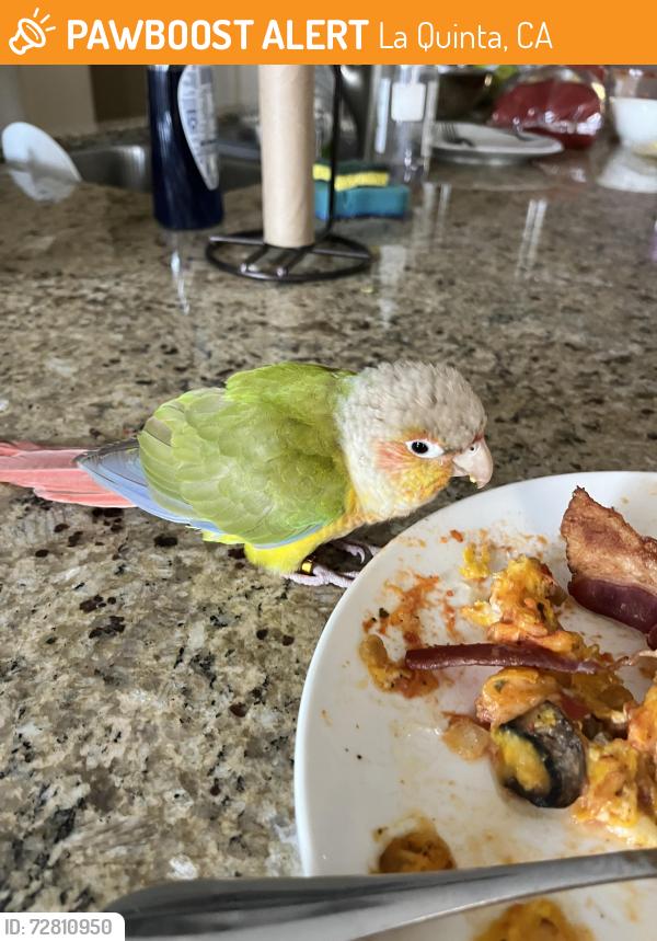 Found/Stray Unknown Bird last seen Carmela community , La Quinta, CA 92253