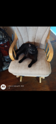 Lost Male Cat last seen 35th way and 58th ave North , St. Petersburg, FL 33714