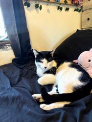 Lost Male Cat last seen E. Eagle St and E. Floyd Ave, Aurora, CO 80014