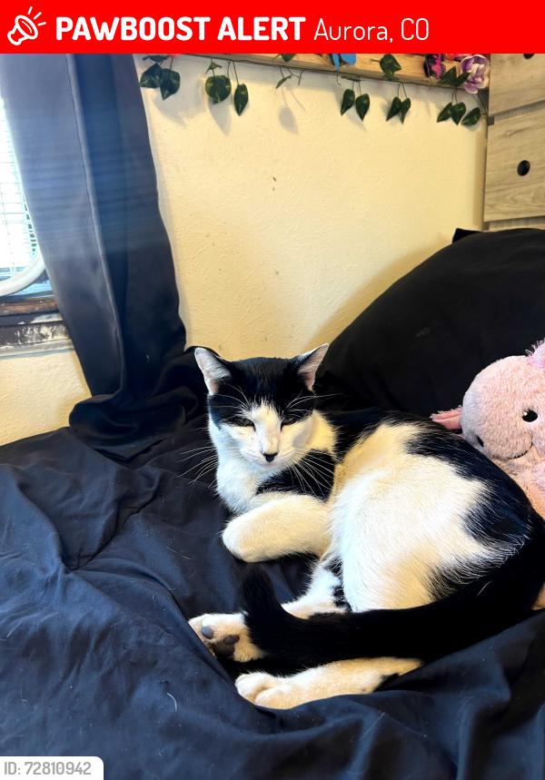 Lost Male Cat last seen E. Eagle St and E. Floyd Ave, Aurora, CO 80014