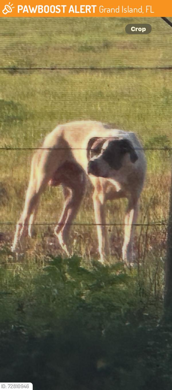 Found/Stray Male Dog last seen Wedgefield dr, Grand Island, FL 32735