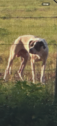 Found/Stray Male Dog last seen Wedgefield dr, Grand Island, FL 32735