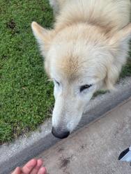Found/Stray Unknown Dog last seen Near and Peoria , Tulsa, OK 74105