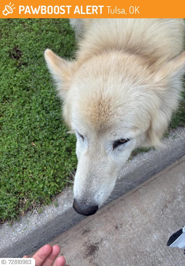 Found/Stray Unknown Dog last seen Near and Peoria , Tulsa, OK 74105