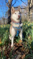 Lost Female Dog last seen Near Reynolda Road, Winston-Salem, NC 27106
