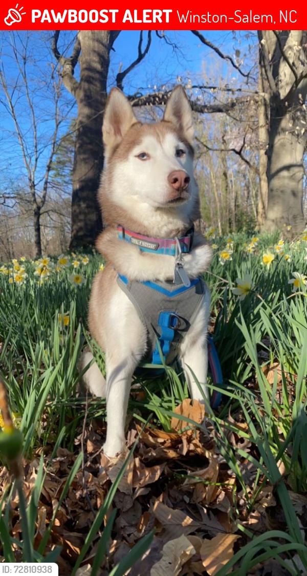 Lost Female Dog last seen Near Reynolda Road, Winston-Salem, NC 27106