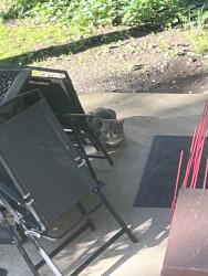 Found/Stray Male Cat last seen Near oakville high school, St. Louis, MO 63129