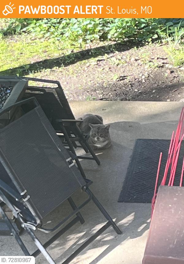 Found/Stray Male Cat last seen Near oakville high school, St. Louis, MO 63129