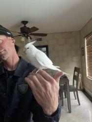 Found/Stray Unknown Bird last seen La Serena , Temecula, CA 92591