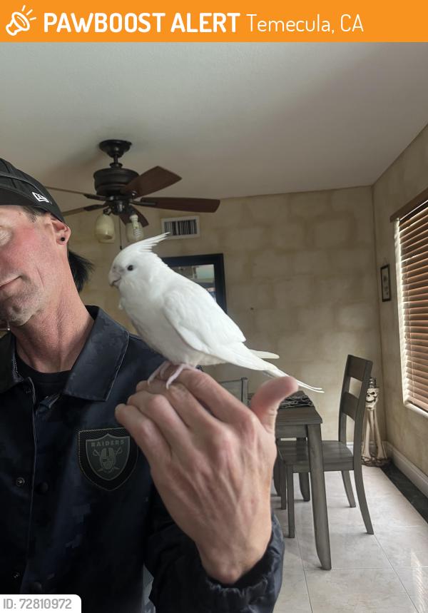 Found/Stray Unknown Bird last seen La Serena , Temecula, CA 92591