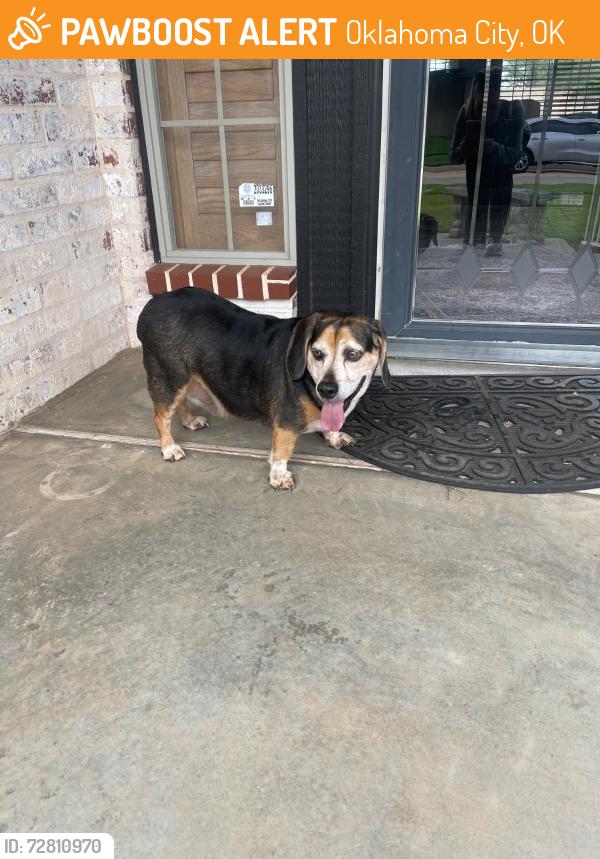 Found/Stray Female Dog last seen 107th st and State st, Oklahoma City, OK 73162