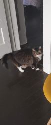 Lost Female Cat last seen S Candler And Green St, Decatur, GA 30030