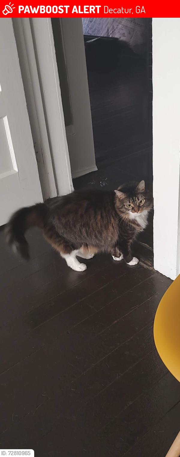 Lost Female Cat last seen S Candler And Green St, Decatur, GA 30030