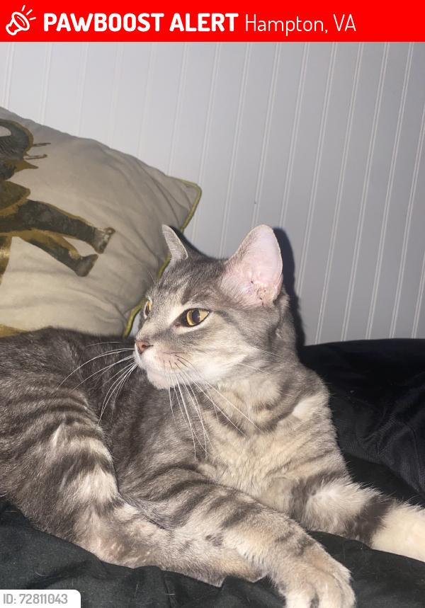 Lost Male Cat last seen Redheart Dr, Roberta Dr, Hampton, VA 23666