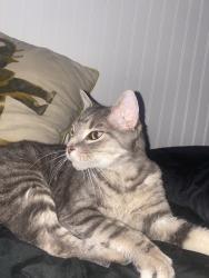 Lost Male Cat last seen Redheart Dr, Roberta Dr, Hampton, VA 23666