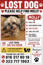 Lost Female Dog last seen Jefferson/crenshaw , Culver City, CA 90018