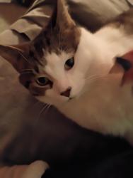 Lost Male Cat last seen Christian Ave & Laskey Rd , Toledo, OH 43613