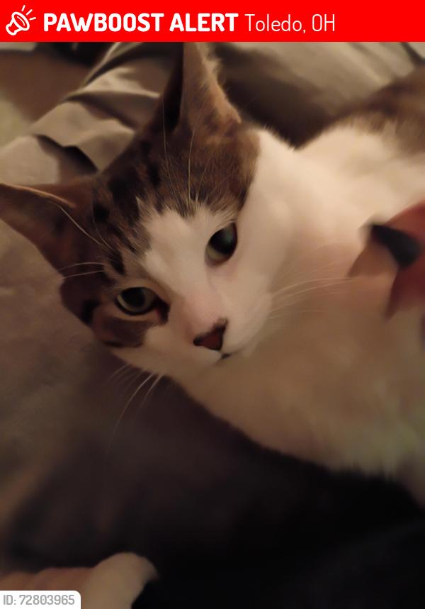 Lost Male Cat last seen Christian Ave & Laskey Rd , Toledo, OH 43613