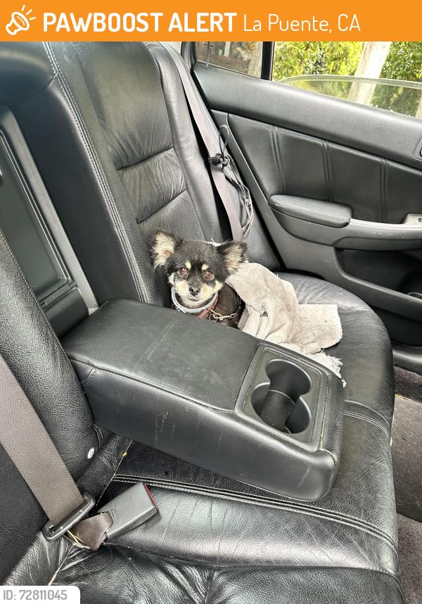 Found/Stray Female Dog last seen Near sunset between temple and Amar rd, La Puente, CA 91744