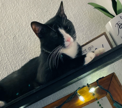 Lost Male Cat last seen Willowbrook and Church Road in Clifton Heights, Clifton Heights, PA 19018
