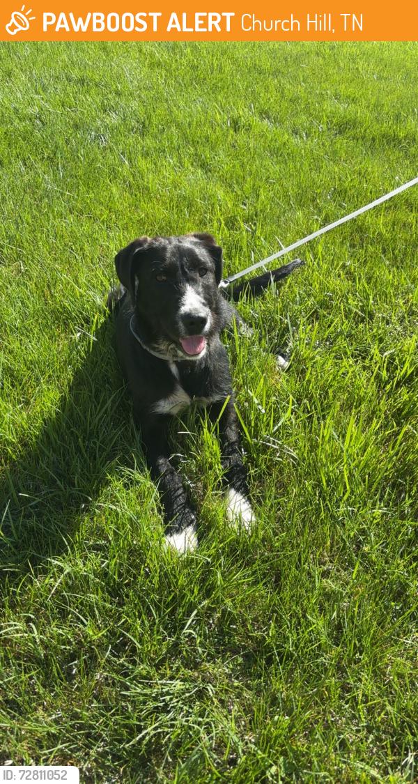 Found/Stray Female Dog last seen Carters Valley Rd, Church Hill, TN 37642