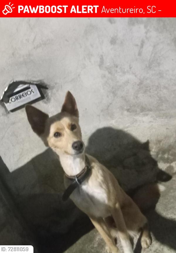 Lost Male Dog last seen Bar do Maturino, Aventureiro, SC 89225-820