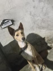 Lost Male Dog last seen Bar do Maturino, Aventureiro, SC 89225-820