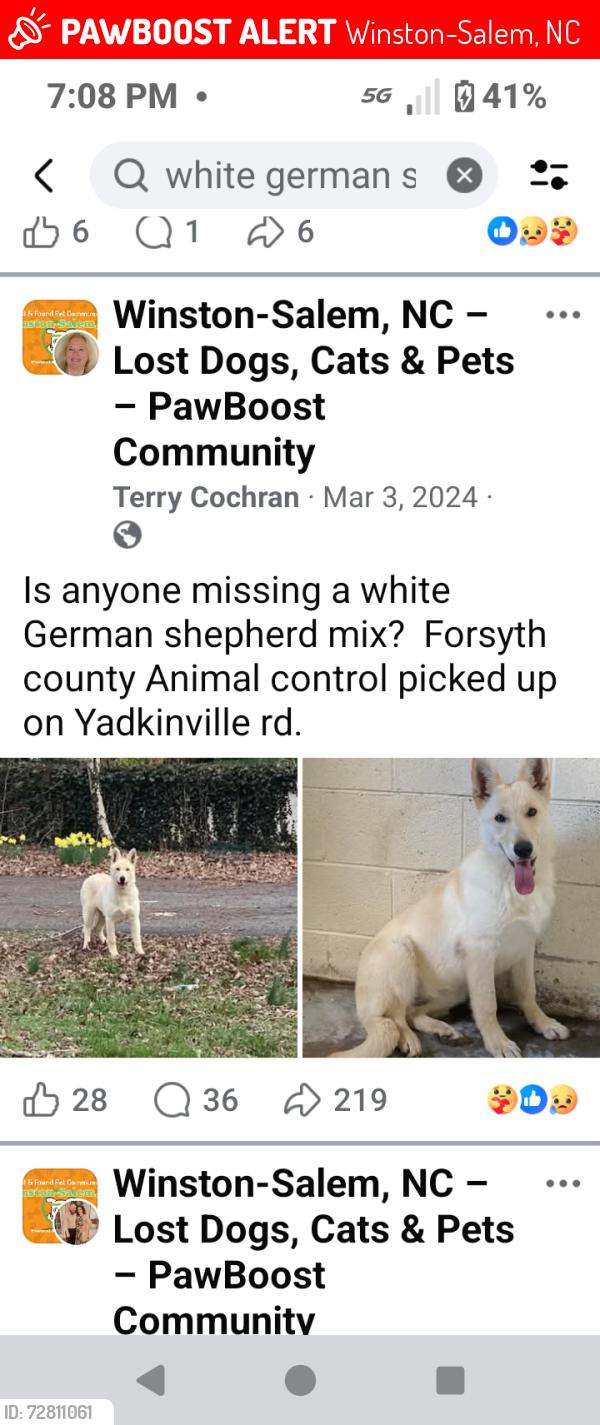 Lost Female Dog last seen Patterson ave, Winston-Salem, NC 27105