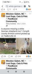 Lost Female Dog last seen Patterson ave, Winston-Salem, NC 27105