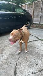 Found/Stray Male Dog last seen Burkett st and del rio, Houston, TX 77004