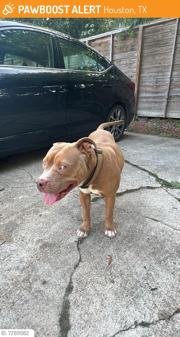Found/Stray Male Dog last seen Burkett st and del rio, Houston, TX 77004