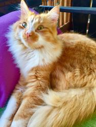 Lost Male Cat last seen Morning Star and Drew St. (Itchepackesassa neighborhood), Lakeland, FL 33810