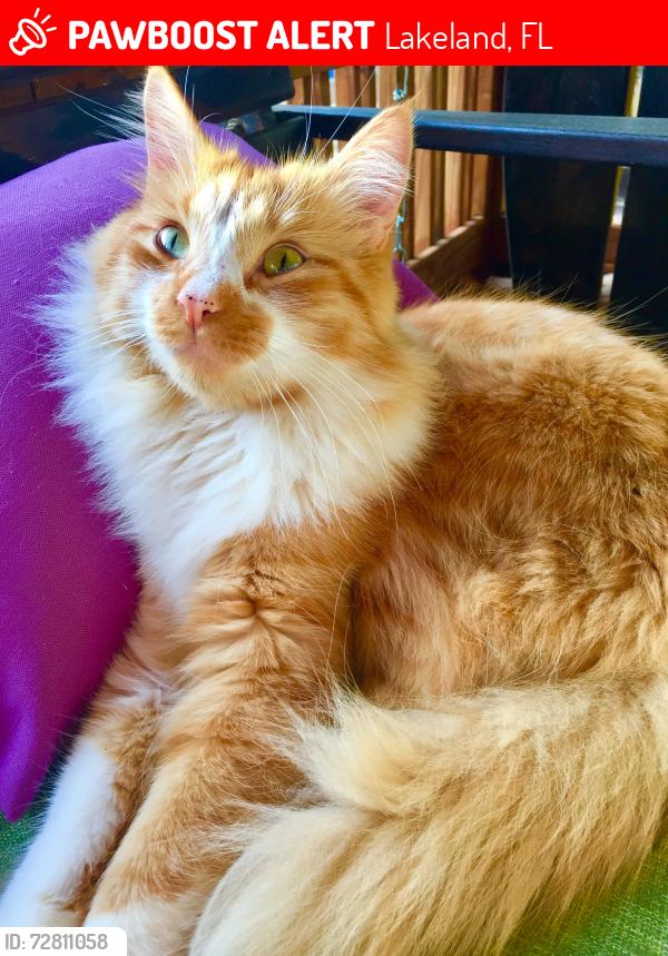 Lost Male Cat last seen Morning Star and Drew St. (Itchepackesassa neighborhood), Lakeland, FL 33810